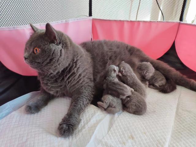 三亿体育|韩国本地牛价有回升(图1) 三亿体育手机版