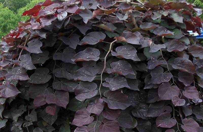 三亿体育手机版