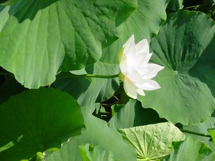 三亿体育手机版