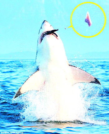 三亿体育手机版