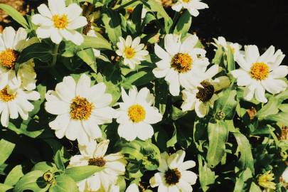 一封新农人小李的来信:普及蔬菜种植技术迫在眉急!“三亿体育手机版”(图2) 三亿体育手机版